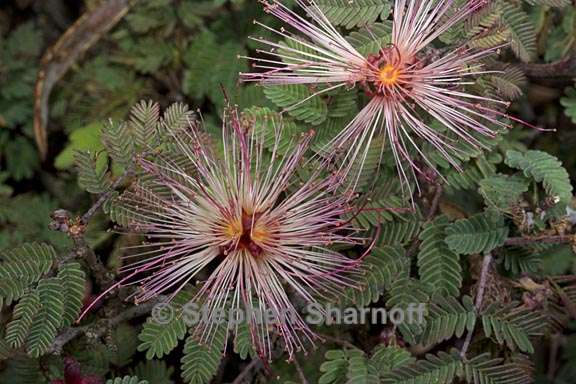 calliandra eriophylla 1 graphic